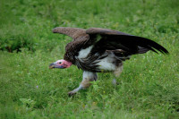 Ngorongoro Conservation Area - Ndutu